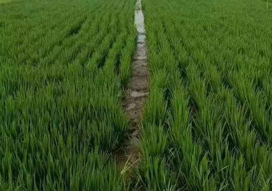 水稻.jpg